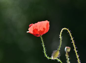 Close-up of red poppy flower