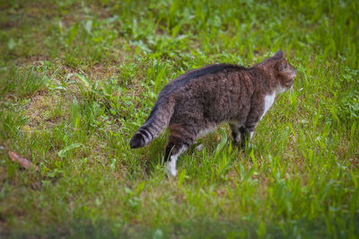 Tilt shift effect of cat walking in meadow