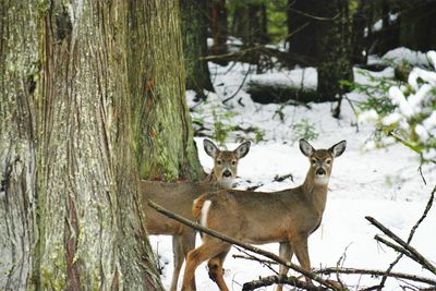 Portrait of deer in forest