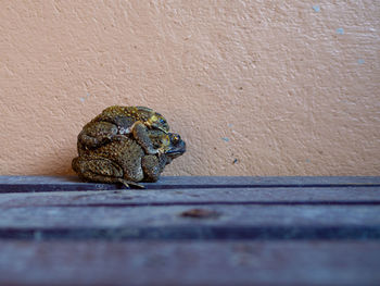 Close-up of frog on wood