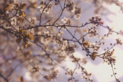 Low angle view of blooming tree against sky
