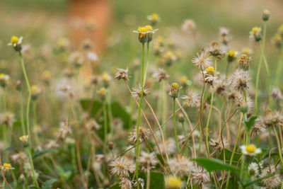 Close-up of yellow flowering plants on field