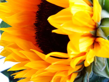 Close-up of yellow flower