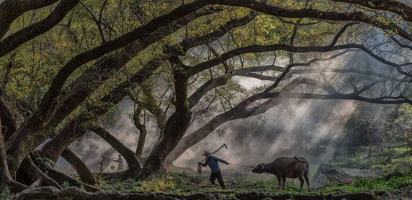 Man pulling buffalo in forest