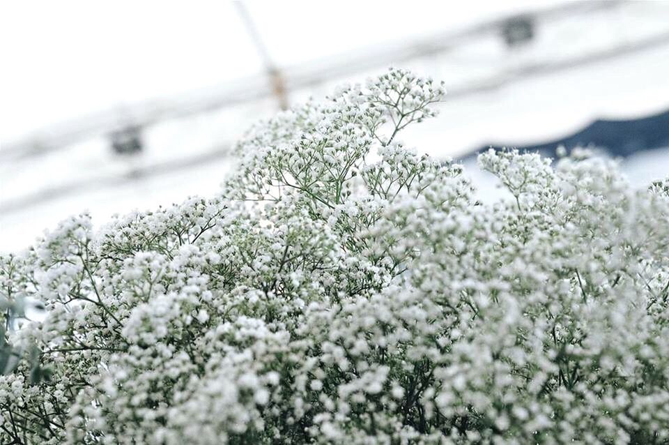 CLOSE-UP OF SNOW ON PLANTS