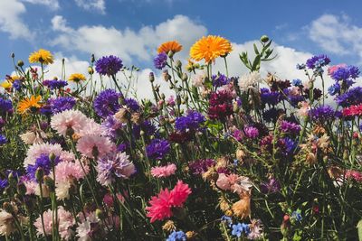 Close-up of flowers blooming in field