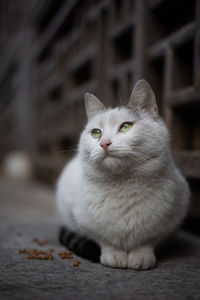 Portrait of cat sitting outdoors