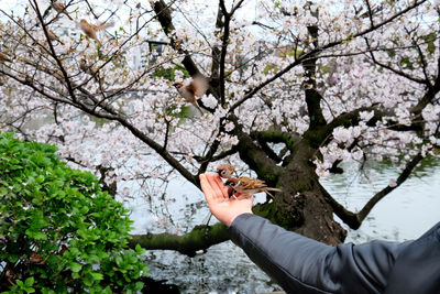 Cropped hand of person feeding sparrows against cherry tree