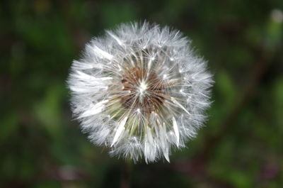 Close-up of dandelion