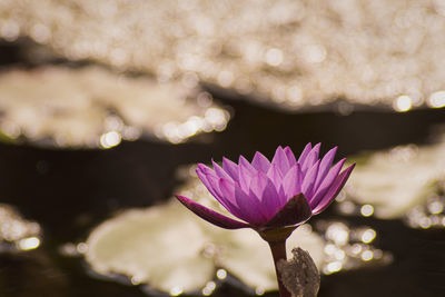 Close-up of water lily