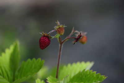 Close-up of red berries on plant