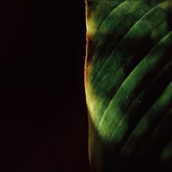 Close-up of leaf against black background