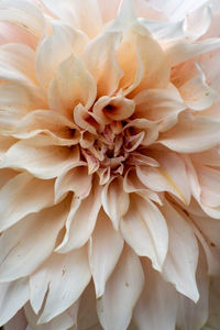 Full frame shot of white dahlia