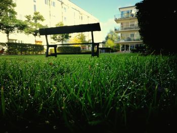 Close-up of green grass in field