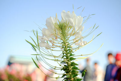 Close-up of flowering plant against clear sky