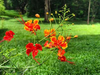 Close-up of red flowers blooming outdoors