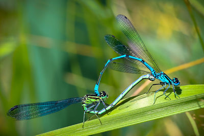 Close-up of damselfly on plant