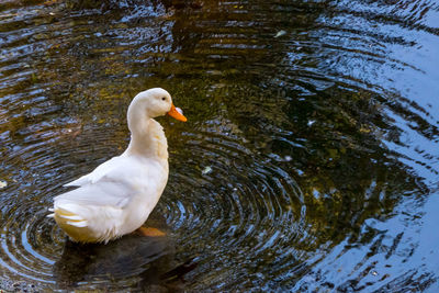 Close-up of duck swimming in lake