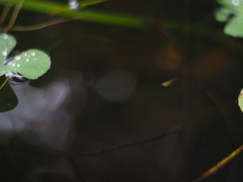 Close-up of leaves floating on water