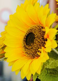 Close-up of fresh sunflower blooming outdoors