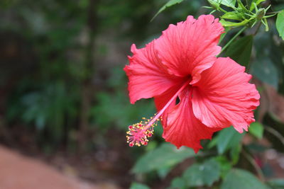 Close-up of pink hibiscus flower