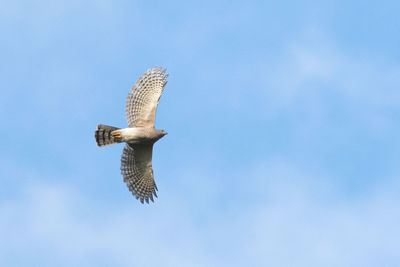 Low angle view of eagle flying against sky