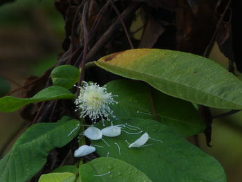 Close-up of insect on plant