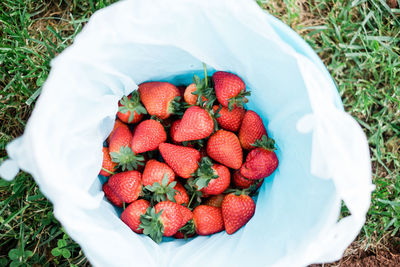 High angle view of strawberries in container on field