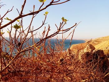 Plants growing on land against sea