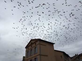 Low angle view of birds flying in sky