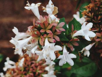 Close-up of white flowers growing on plant