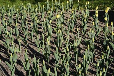Close-up of plants growing on field