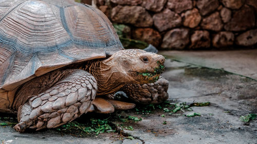 Tortoise eating vegetables