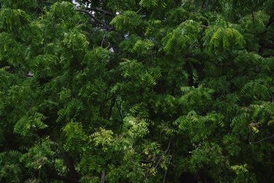 High angle view of trees in forest