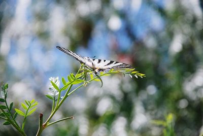 Close-up of butterfly flying