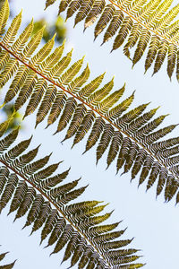 Low angle view of leaves against sky