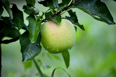 Close-up of apple on tree