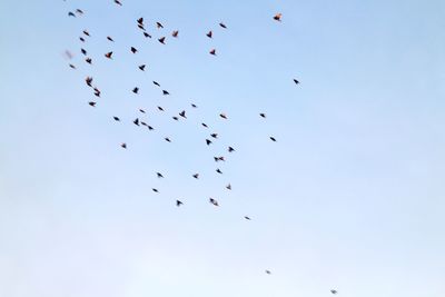 Low angle view of birds flying in sky