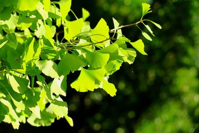 Close-up of leaves