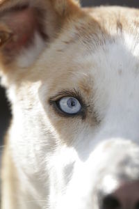 Close-up portrait of dog