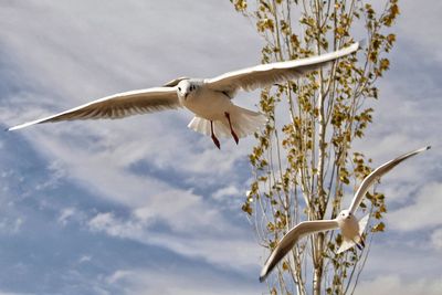 Low angle view of birds flying against cloudy sky