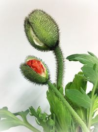 Close-up of plant against tree