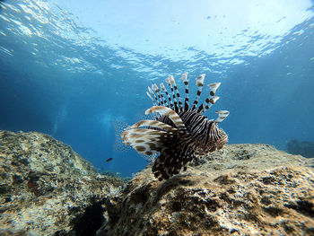 Fish swimming in sea