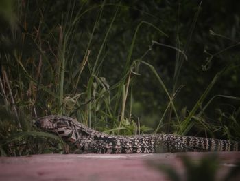 Close-up of lizard on land