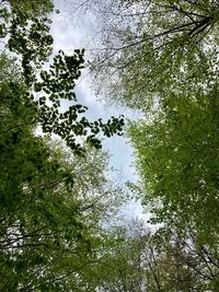 Low angle view of trees against sky