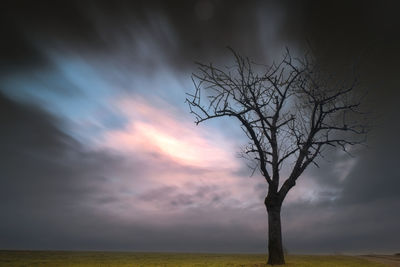 Bare tree by sea against sky