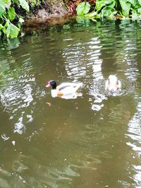 Swan swimming in lake