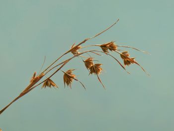 Close-up of wilted plant against clear sky