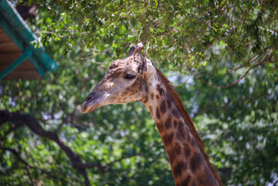 Close up of giraffe's face
