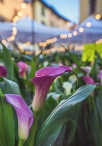 Close-up of flower blooming outdoors